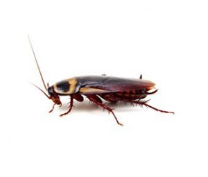 american cockroach rentokil