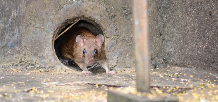 disease and damage caused by rats